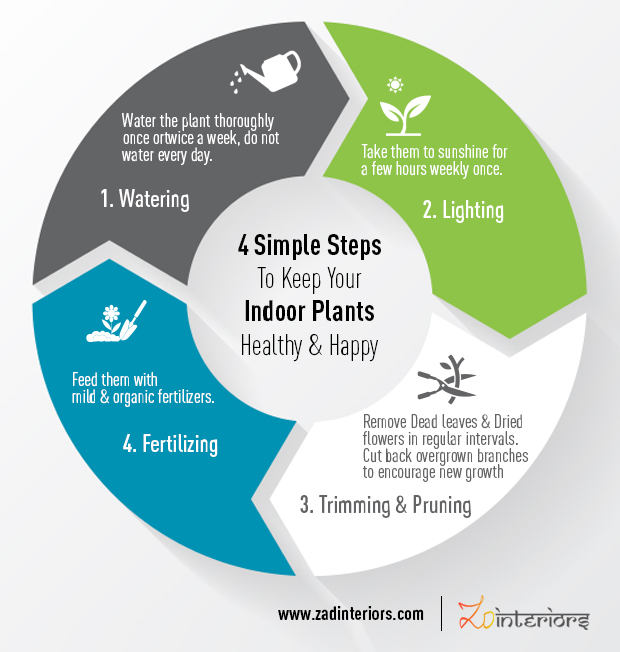 indoor plants care tips