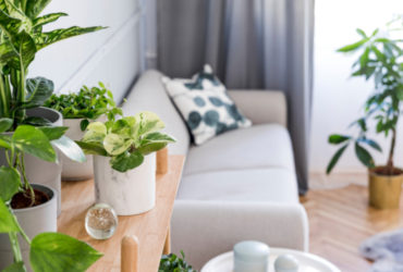 Take Care of Your Indoor Plants