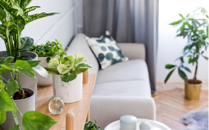 Take Care of Your Indoor Plants