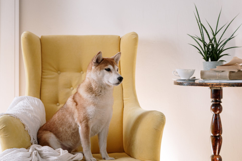 Dog-Friendly Decor