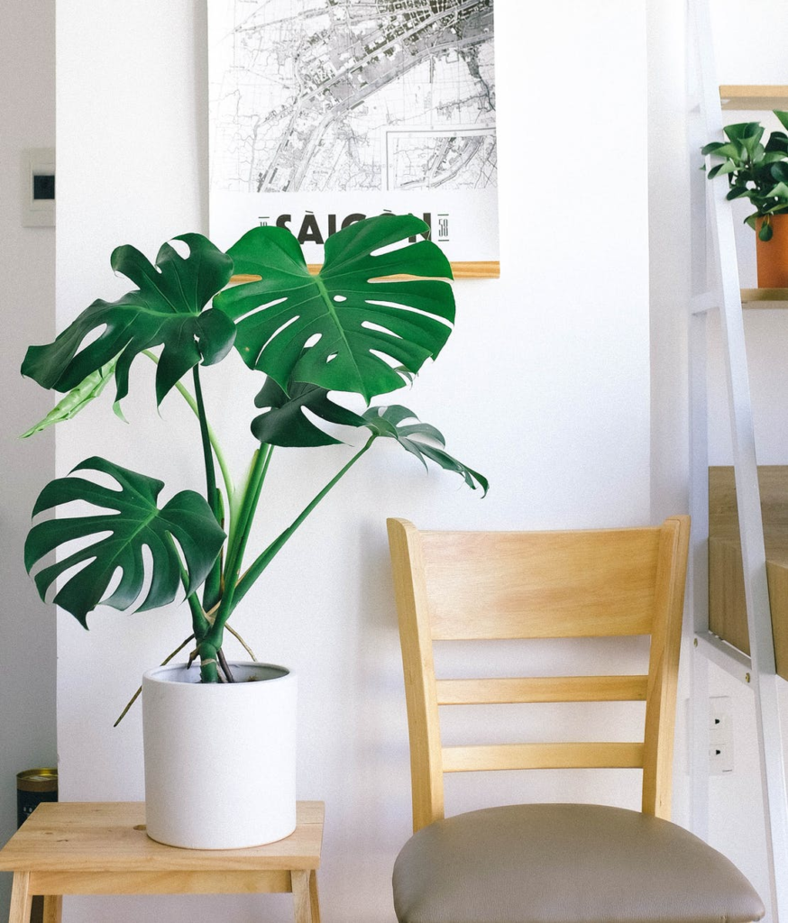 Fiddle Leaf Fig