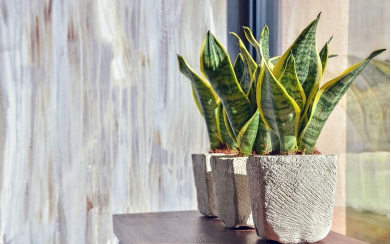 Snake Plant