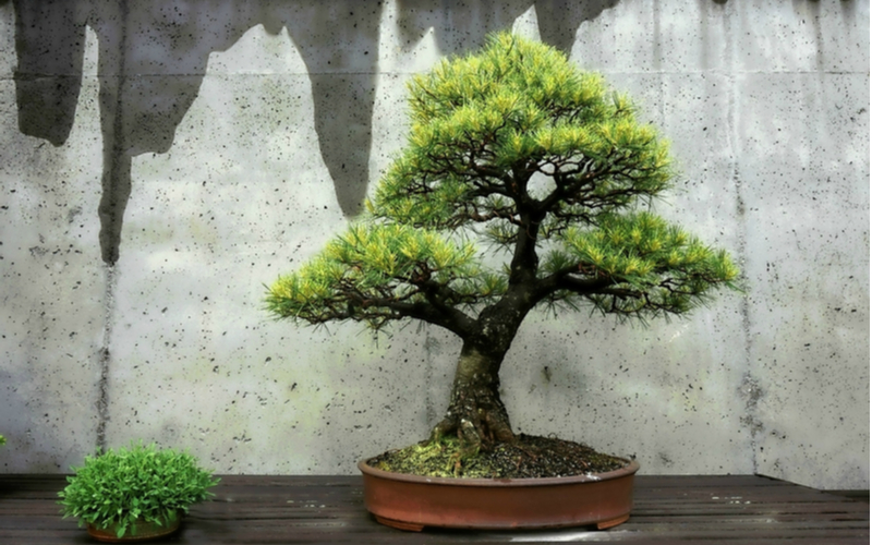 Bonsai Trees