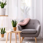 Best Indoor Plants for Your Home