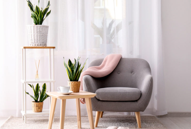 Best Indoor Plants for Your Home
