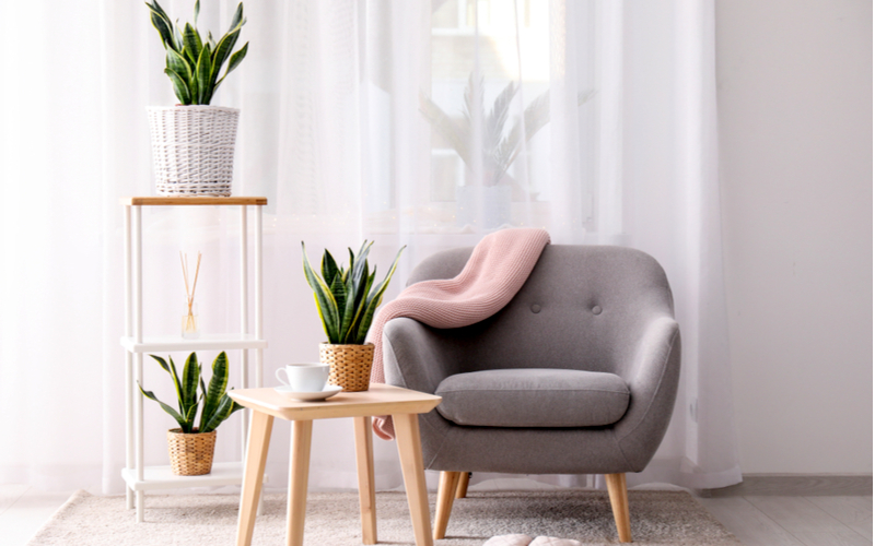 Best Indoor Plants for Your Home